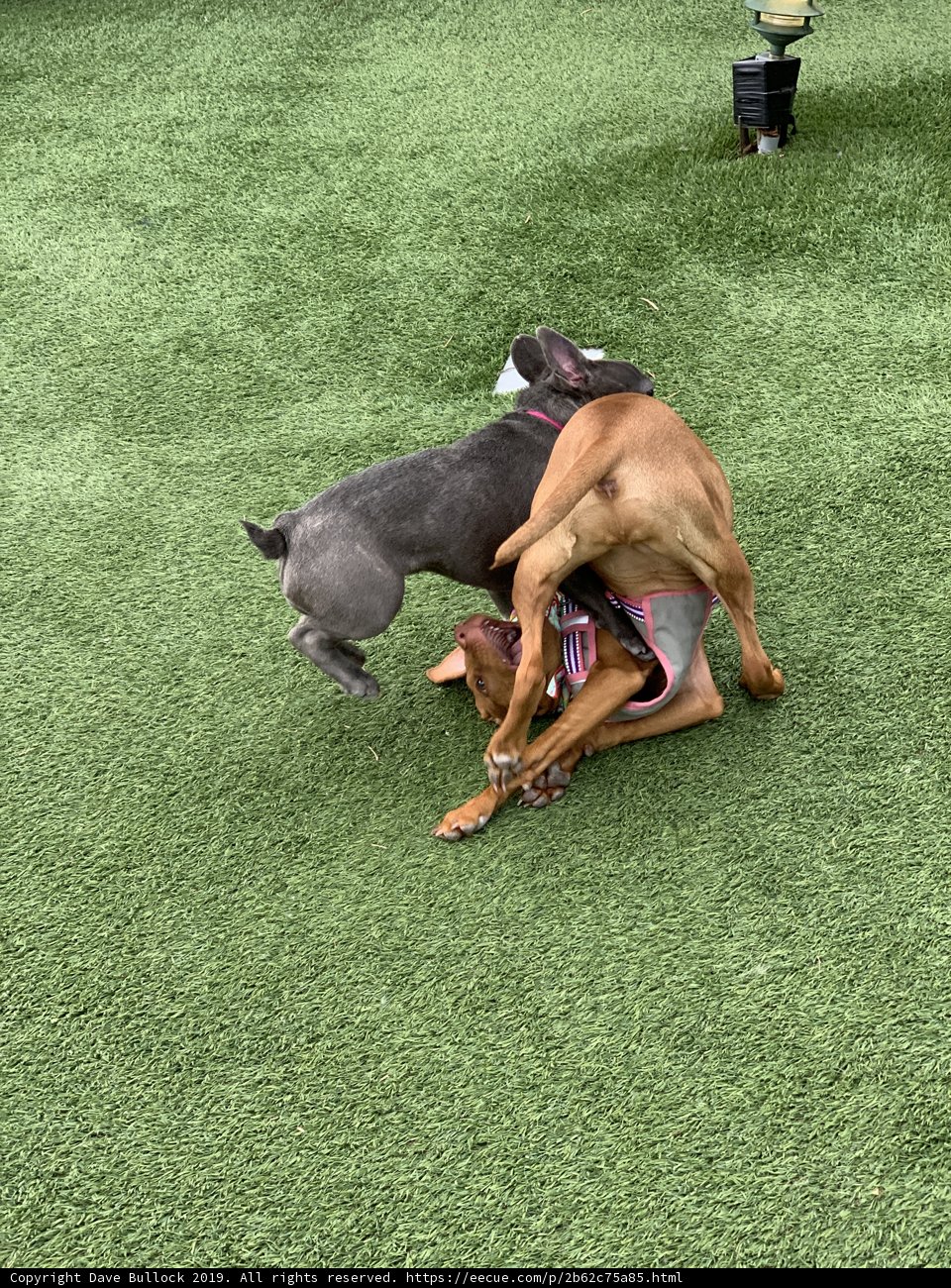 Canine Combat
