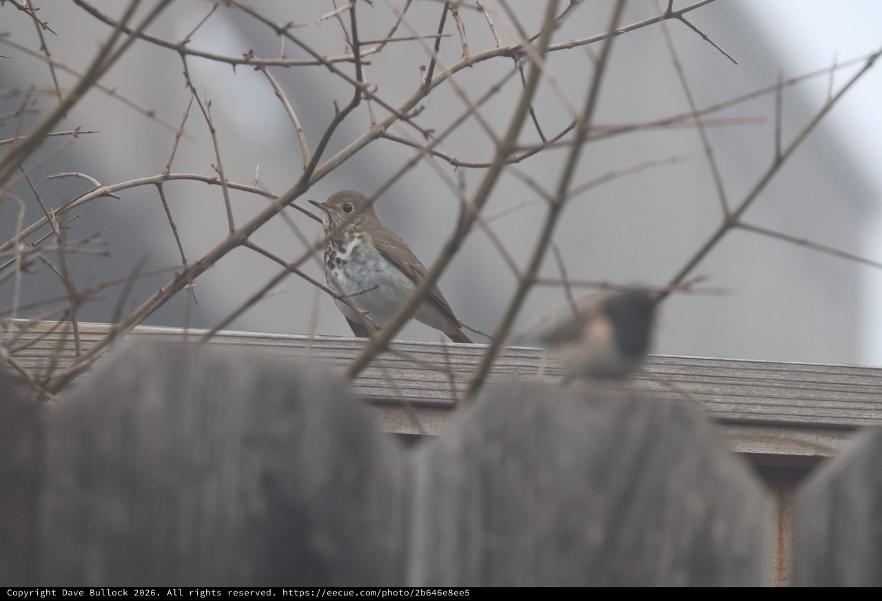 Hermit Thrush Perched Among Winter Branches