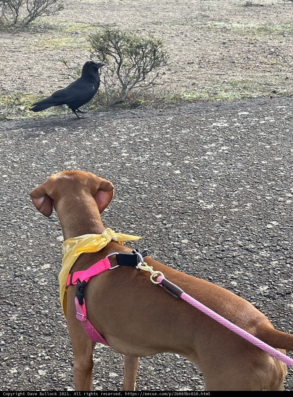 A Canine Stroll amidst the Vibrant Landscape