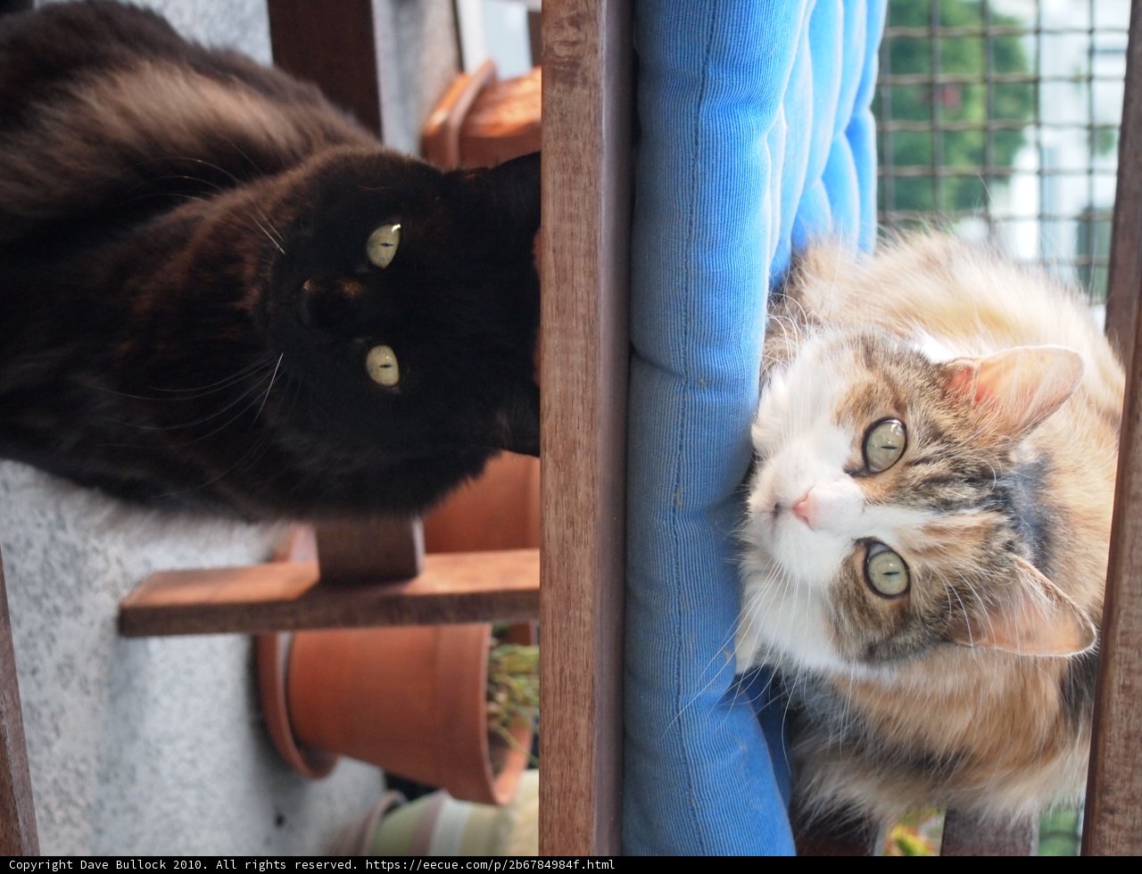 Feline Friends on a Wooden Bench
