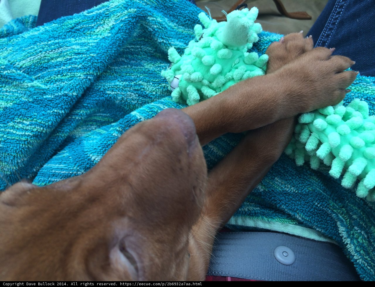 Puppy Playtime