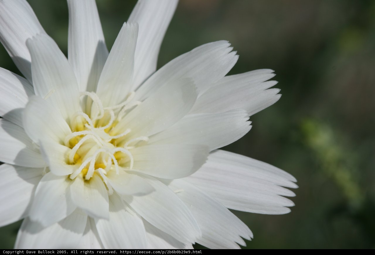 White Daisy with Yellow Center