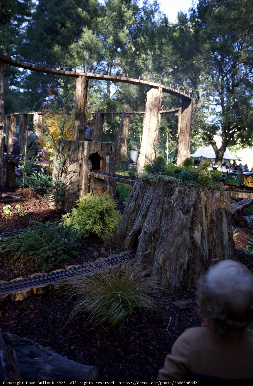Miniature Rails Amidst Majestic Redwoods