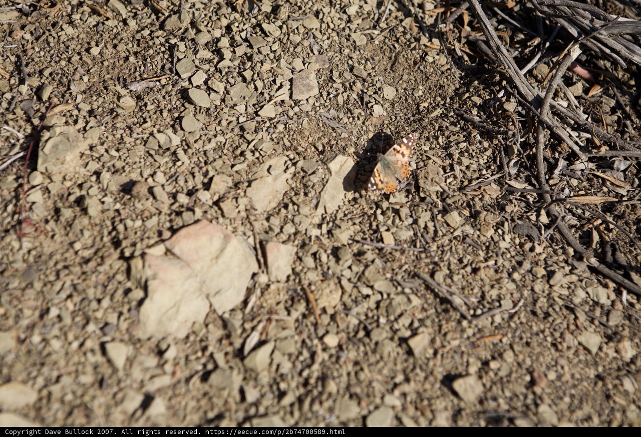 Tiny Butterfly Resting on Gravel