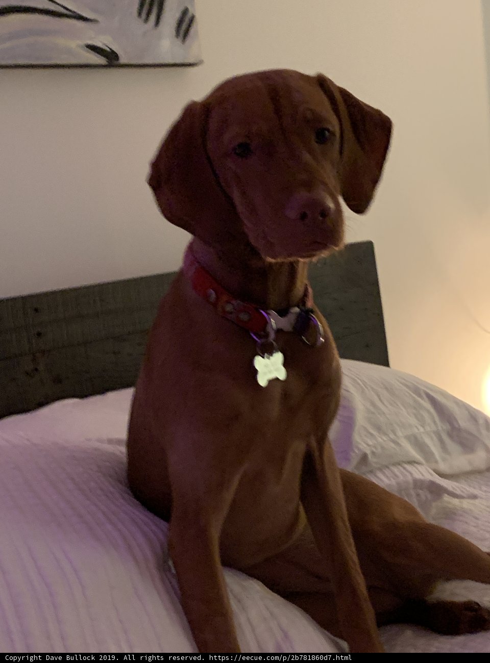 Comfy Canine
