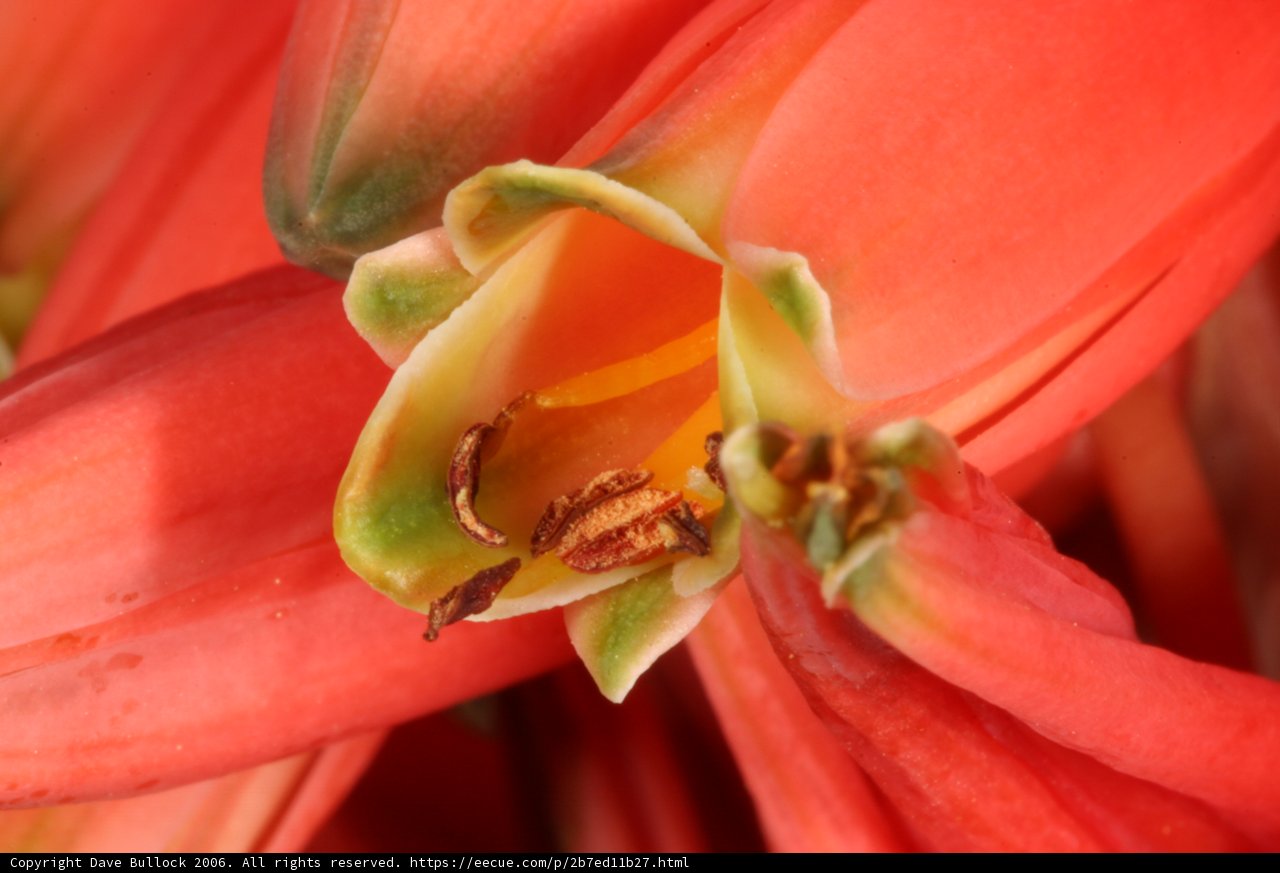 Pollen-dusted Flower Close-Up