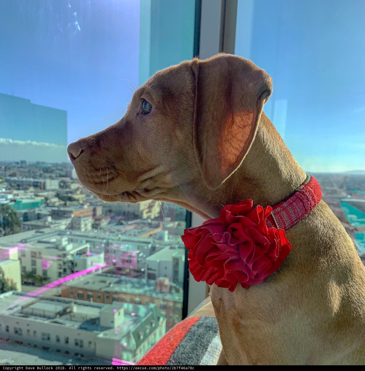 Red Bow on a Urban Pup
