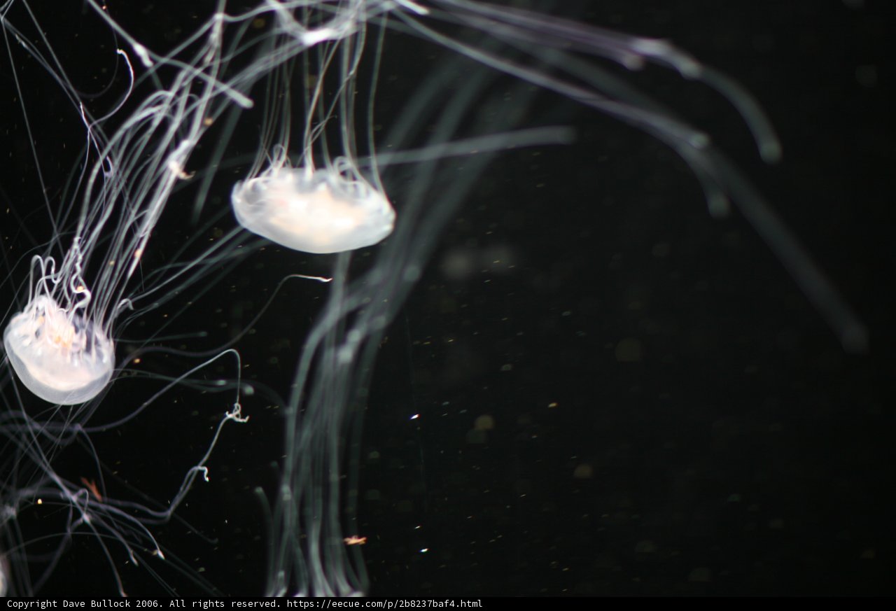 Underwater Wonder