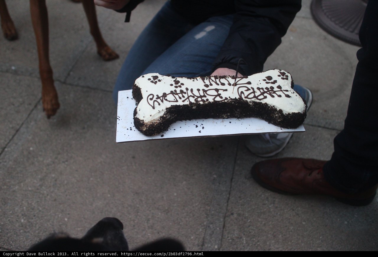 Birthday Feast for the Best Boy and his Furry Friend