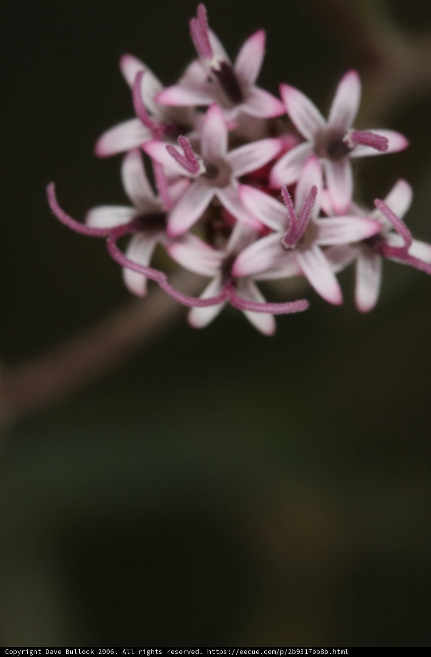 Pink Petals Up Close