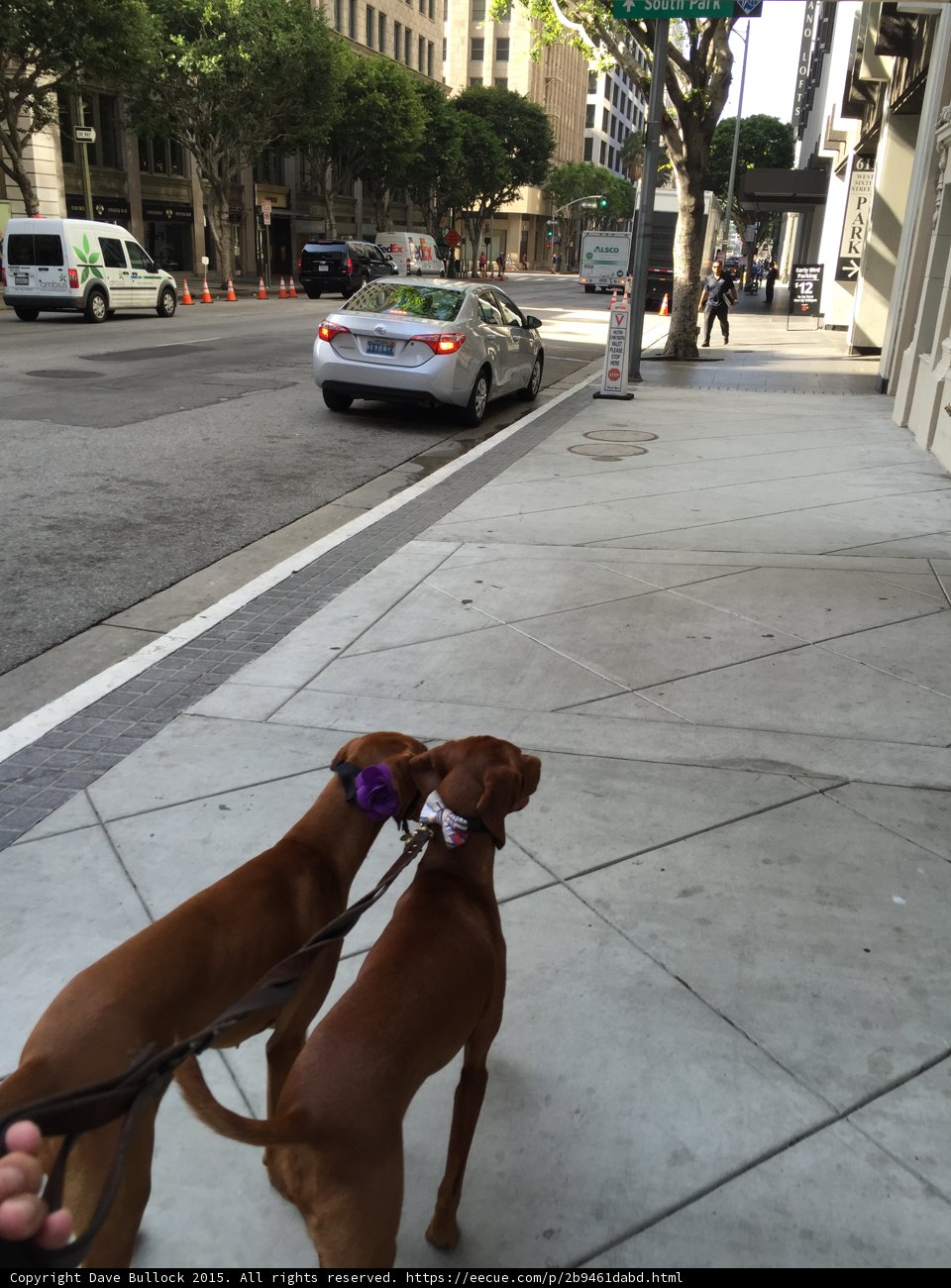 Walkies with the Pups