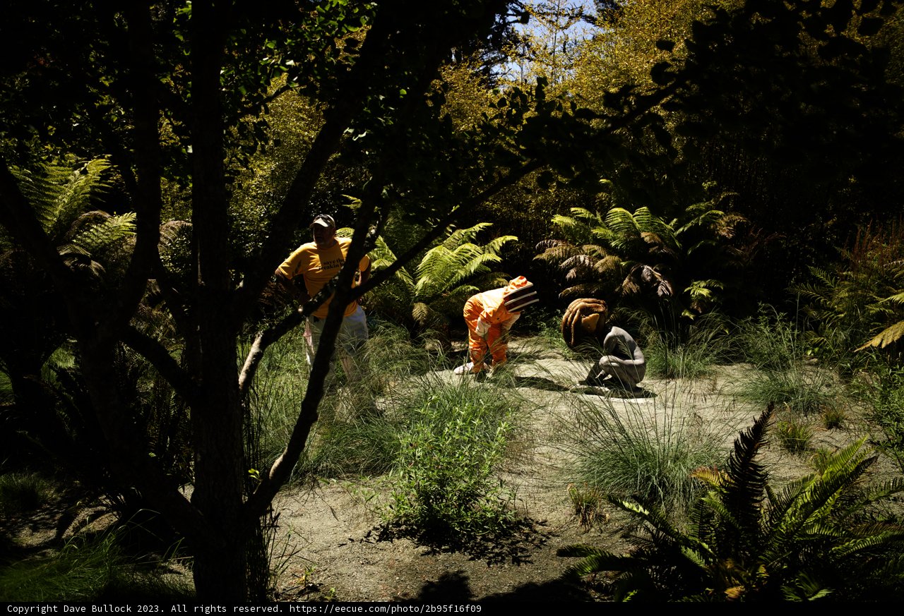 A Summer Stroll through the Enchanting Woodlands