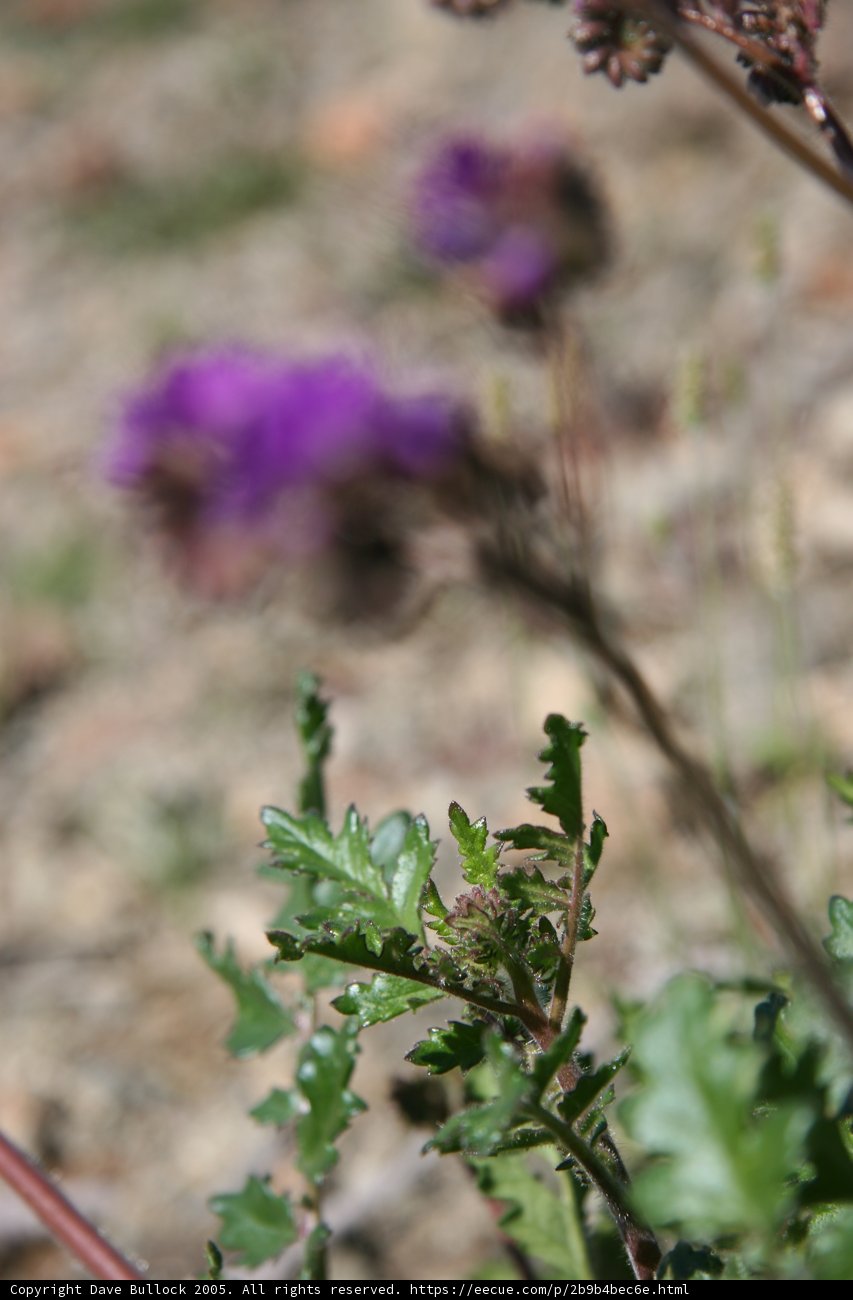 Purple Bloom in the Garden