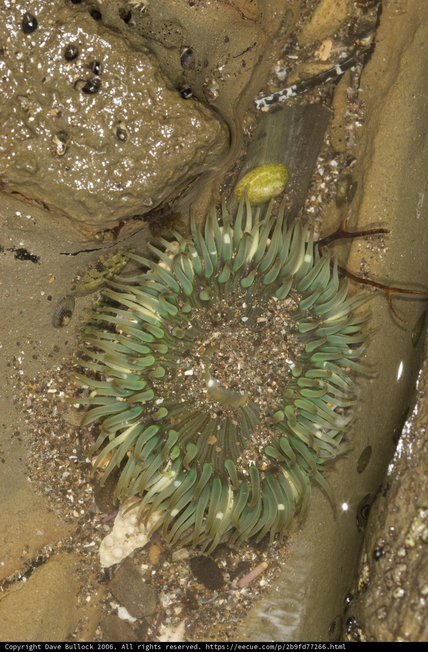 Green Sea Anemone Thrives on Rocky Surroundings