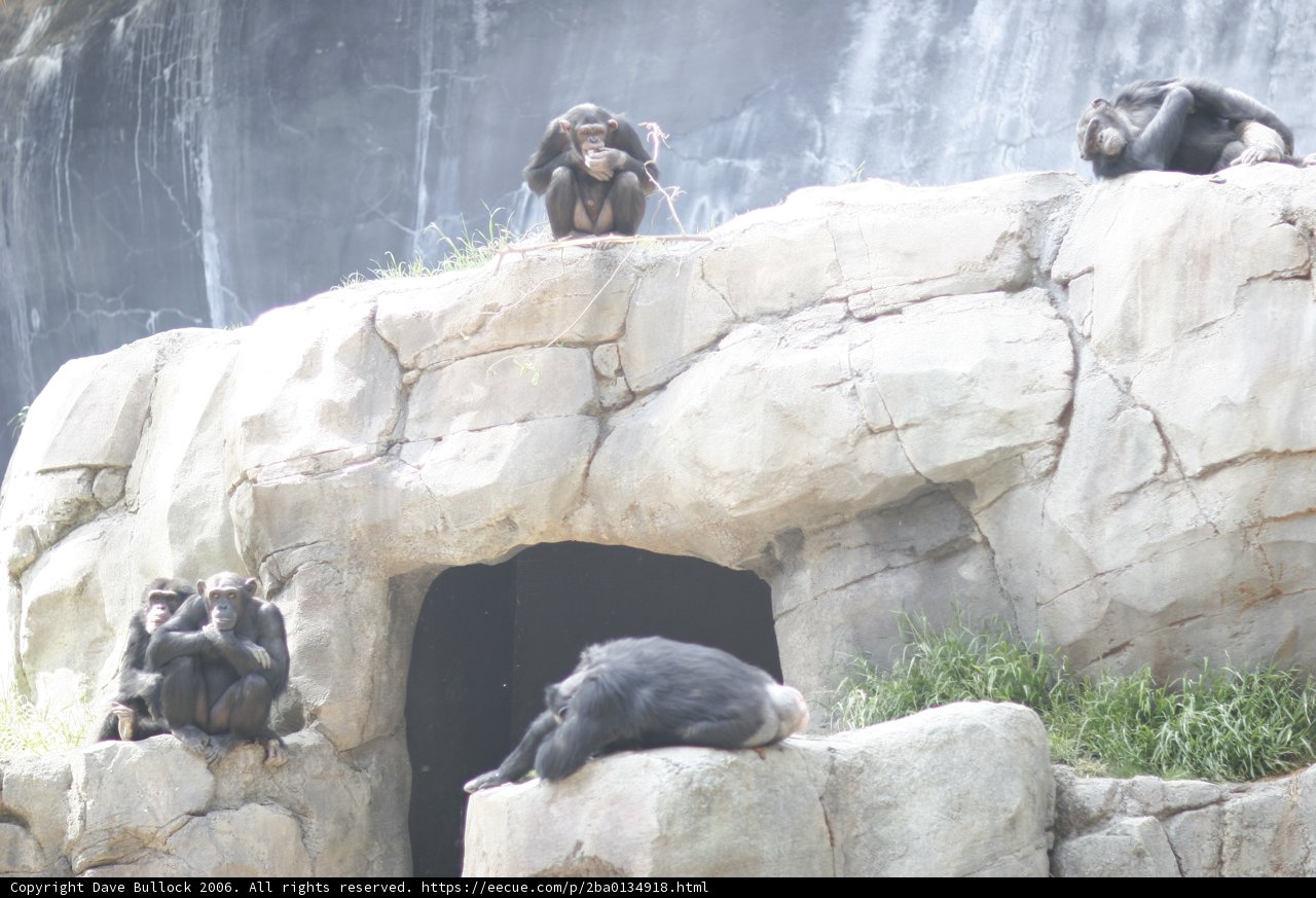 Monkeying Around on the Rocks