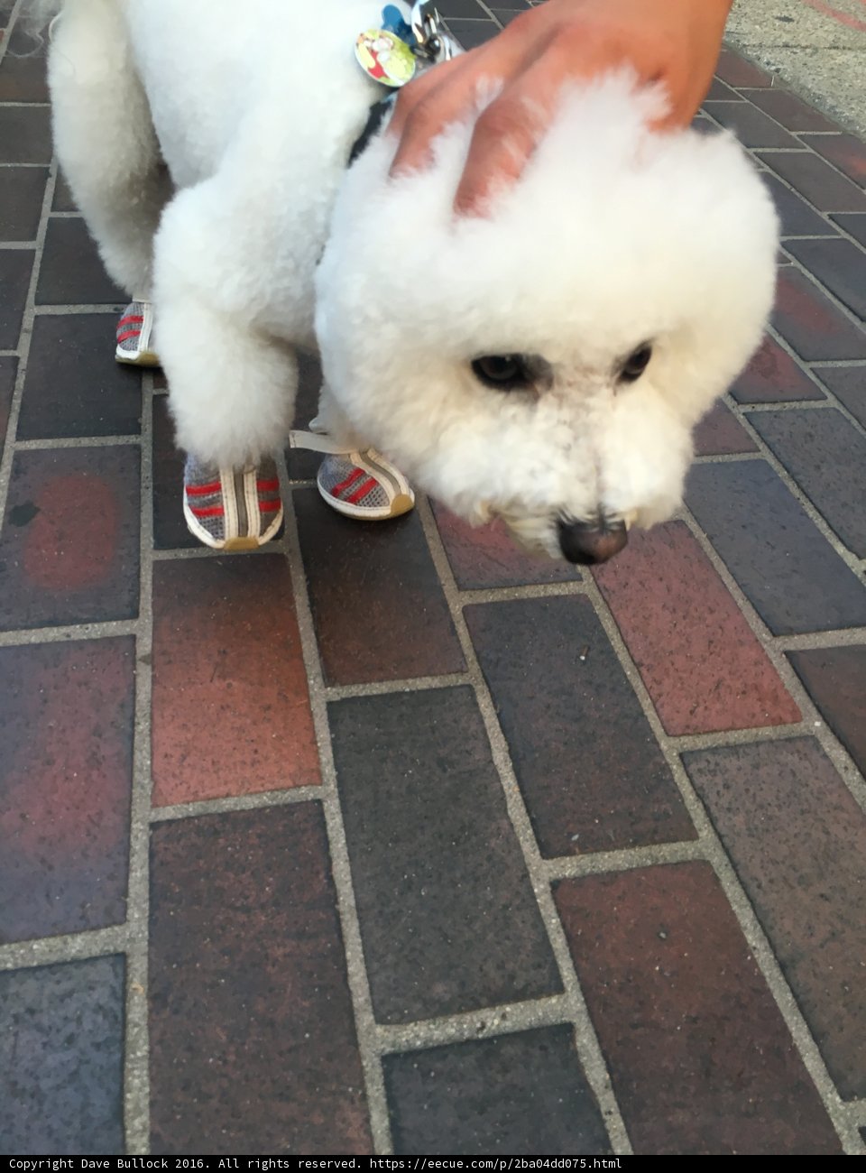 White Dog in Shoes Takes a Walk