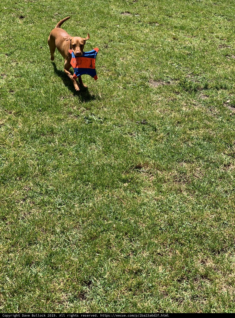 Happy Pup with a Frisbee
