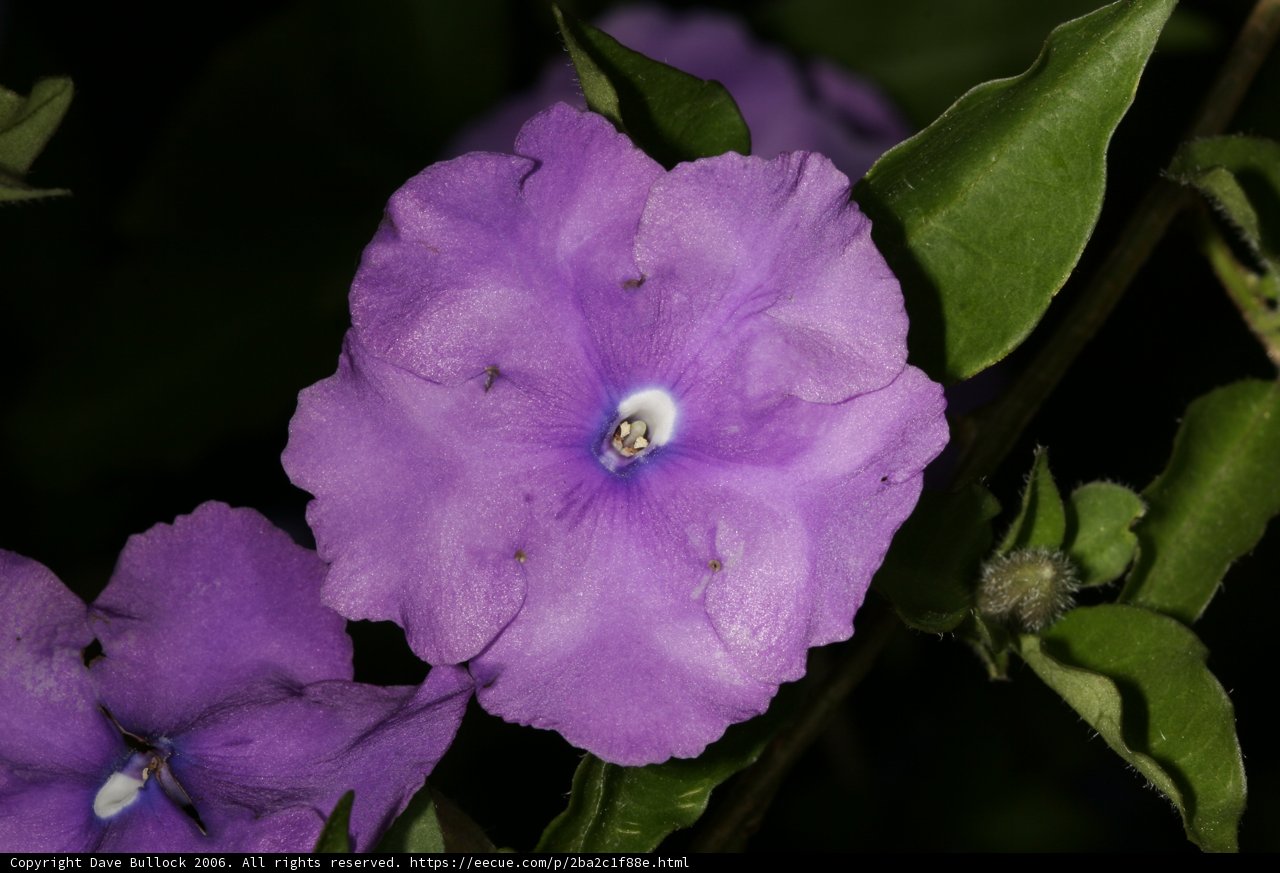 Plum and Sapphire Bloom