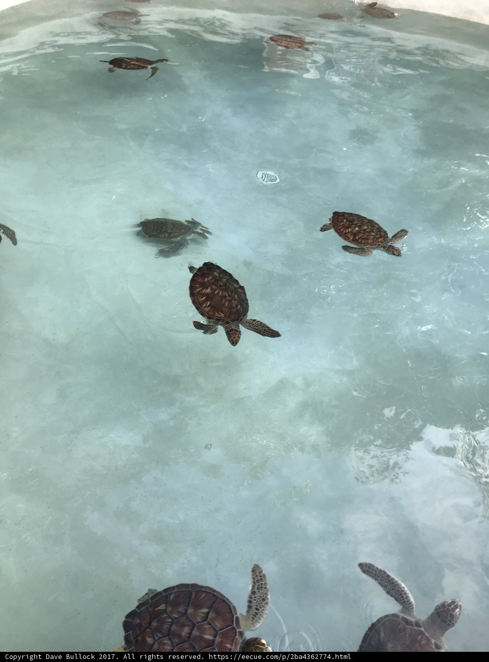 Sea Turtles Soaking Up the Sun