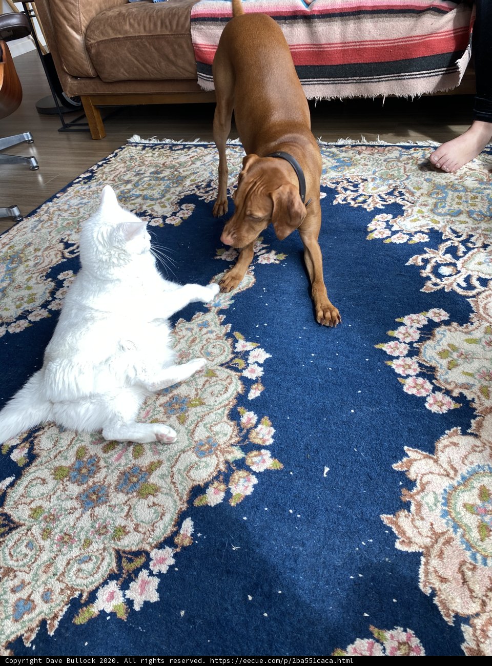 Playful Pets on a Cozy Rug