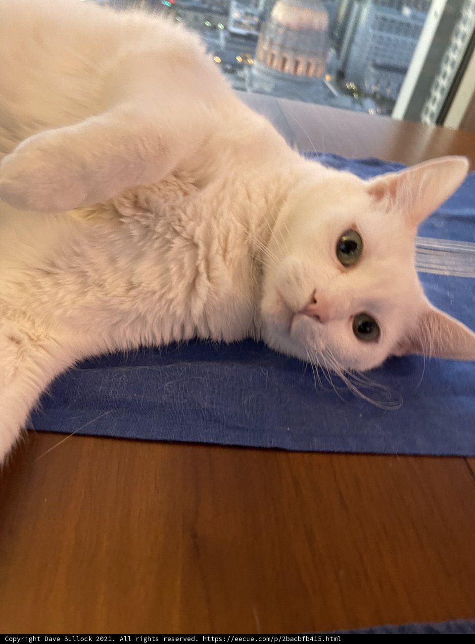 White Cat on Blue Cloth