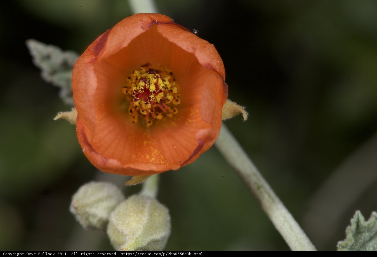 Radiant Orange Blossom