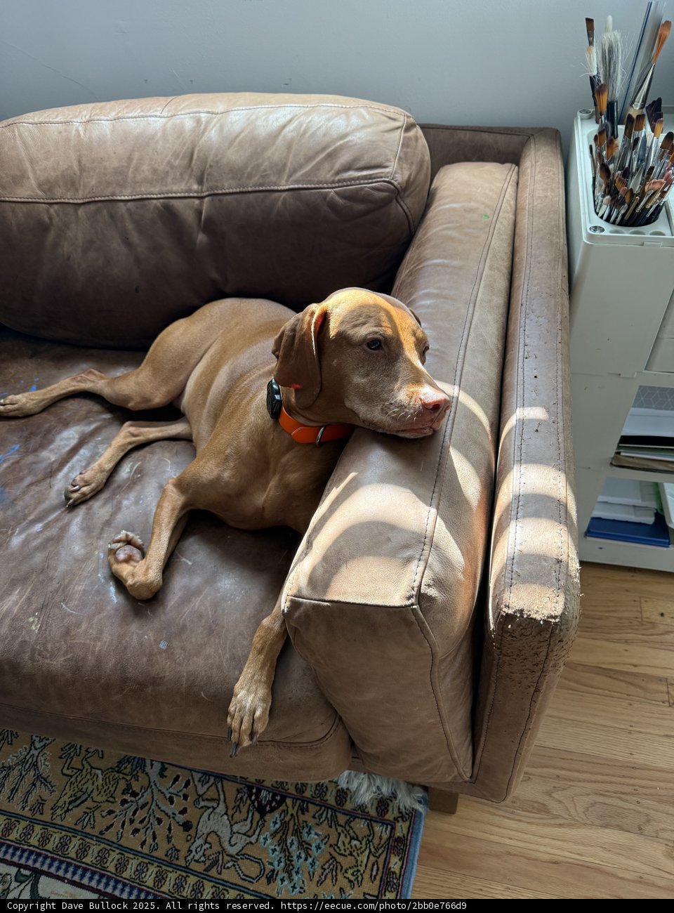 Cozy Morning Companion