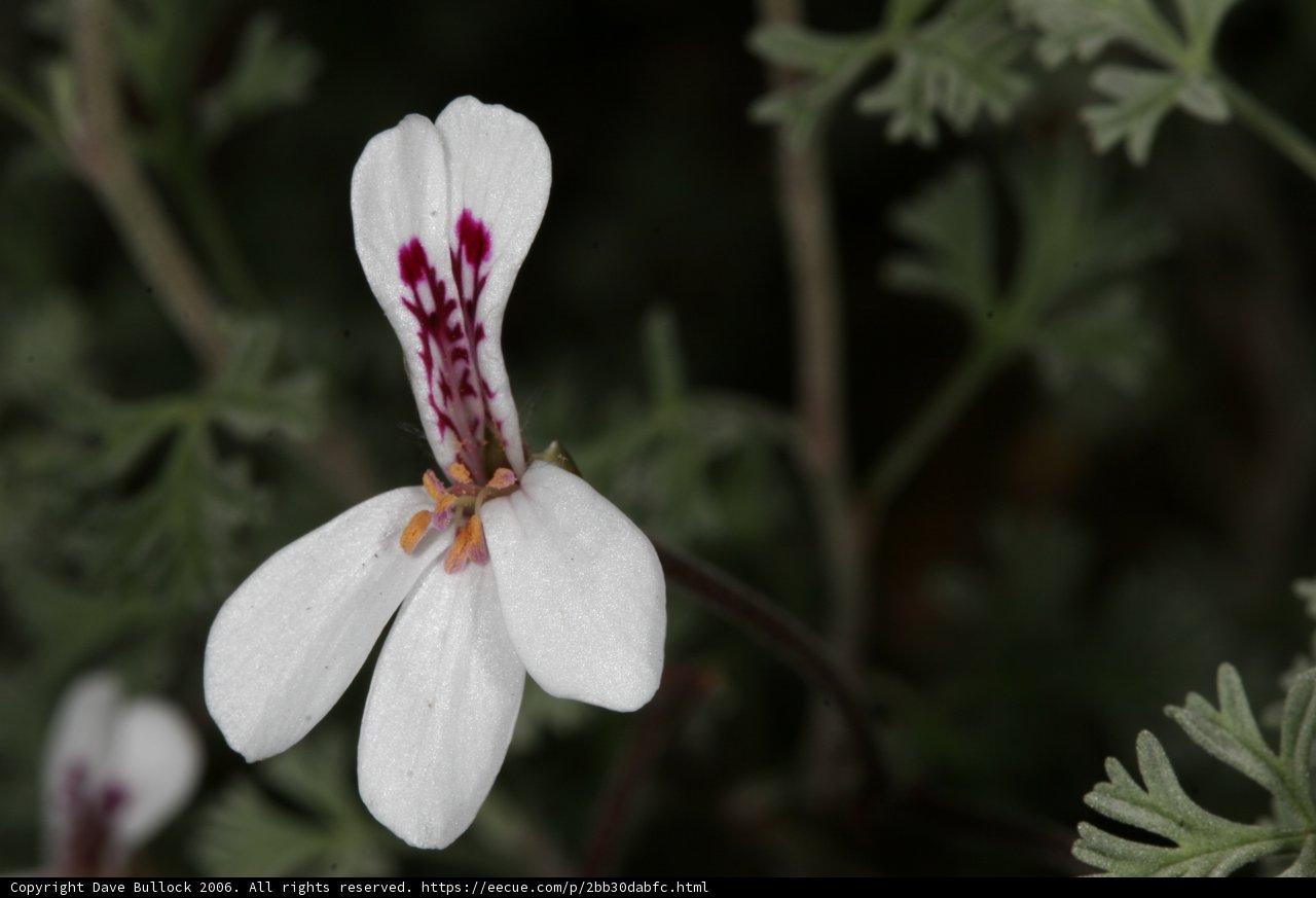 A Geranium Flower in Full Bloom