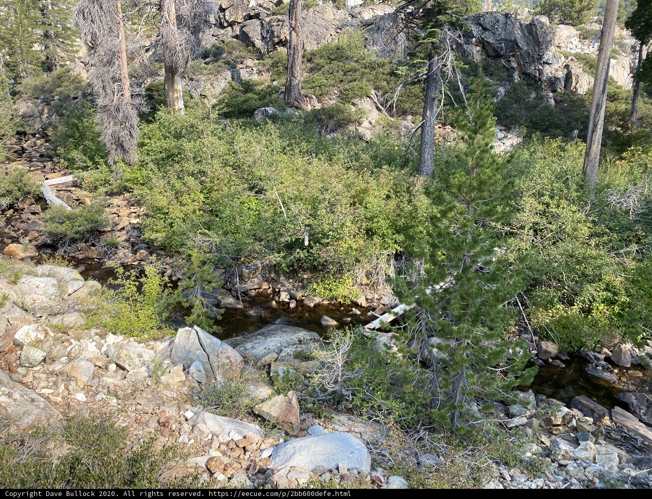 Tranquil Wilderness Stream