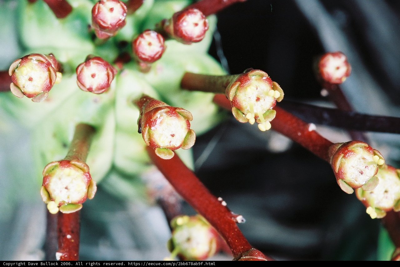 Close-Up of Beautiful Plant Flowers