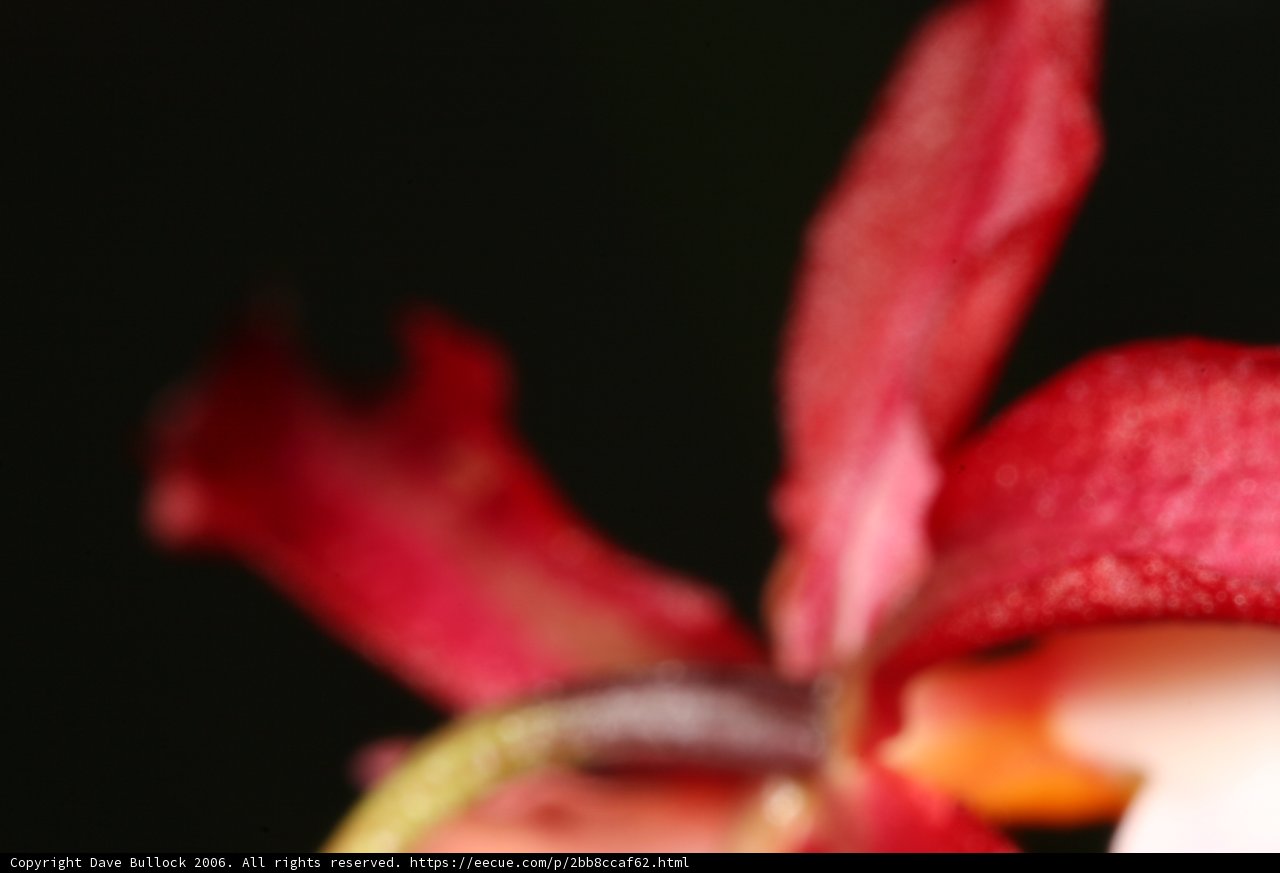 Passionate Red Orchid