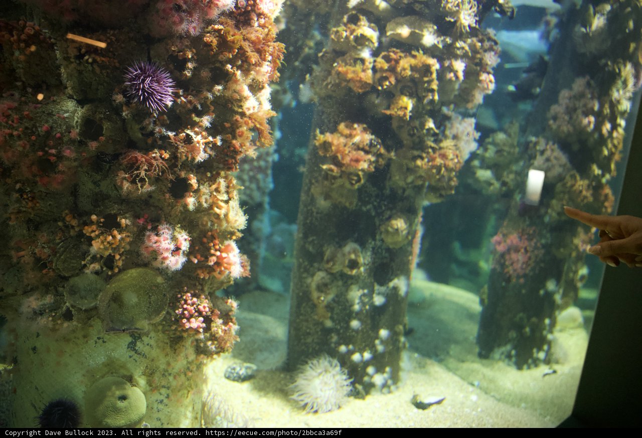 Exploring the Underwater Realm - Monterey Bay Aquarium 2023
