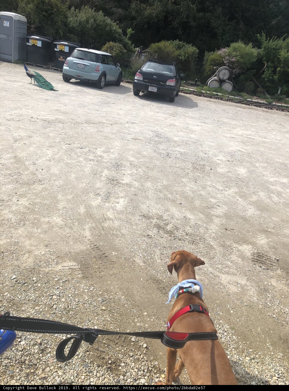 Leashed Pup on Coastal Adventure