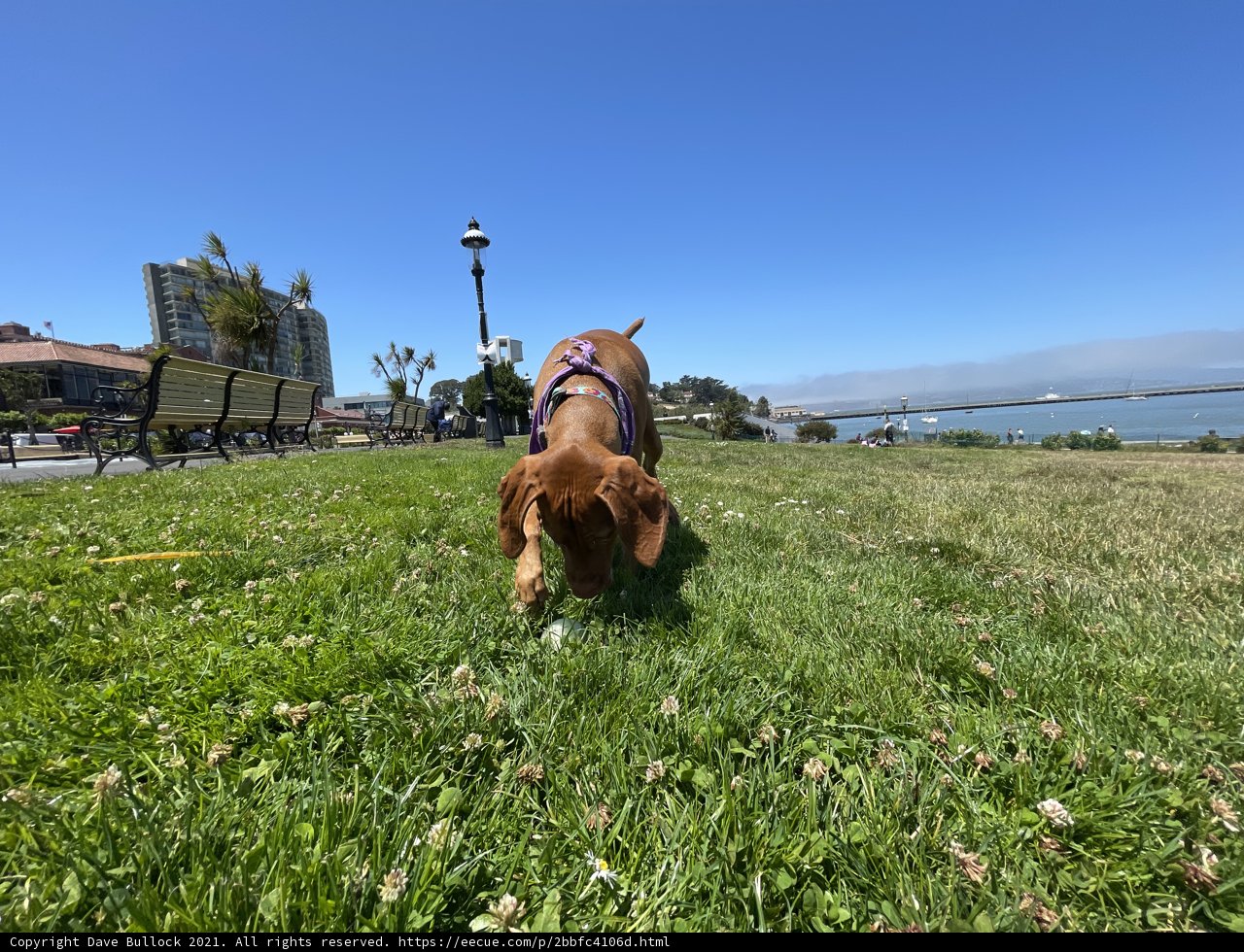A Dog's Day Out