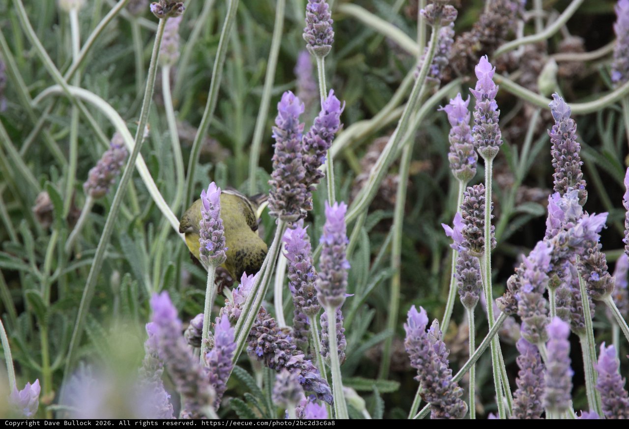 Goldfinch Perched Among Blooming Lavender Stalks