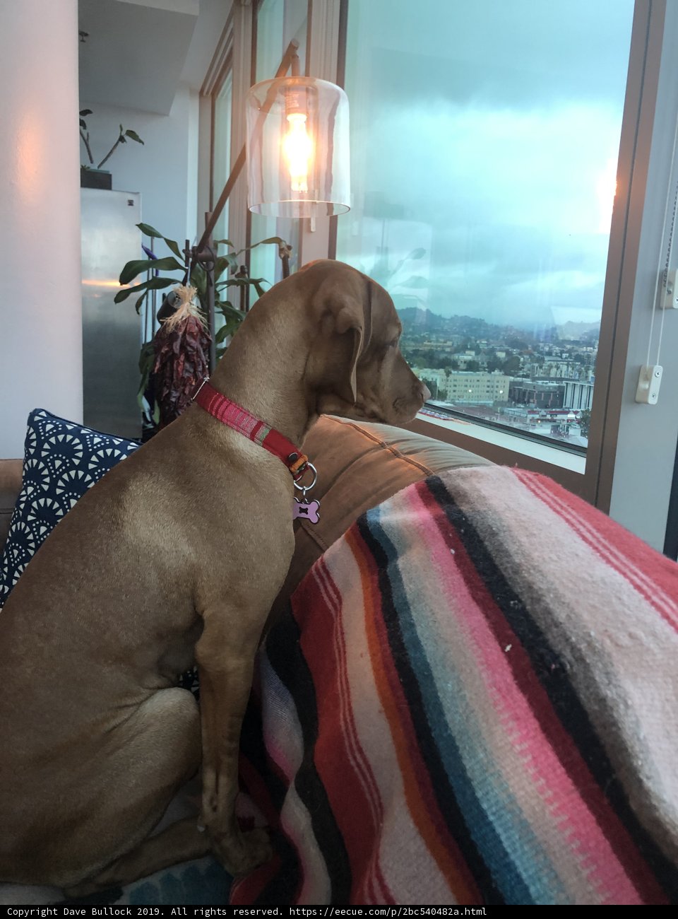 Relaxing Vizsla