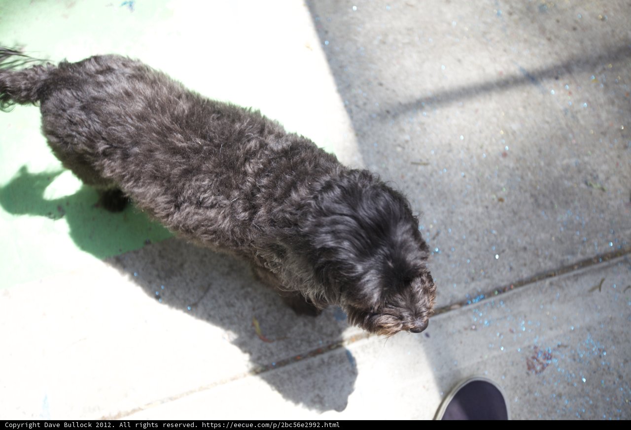 Graceful Canine