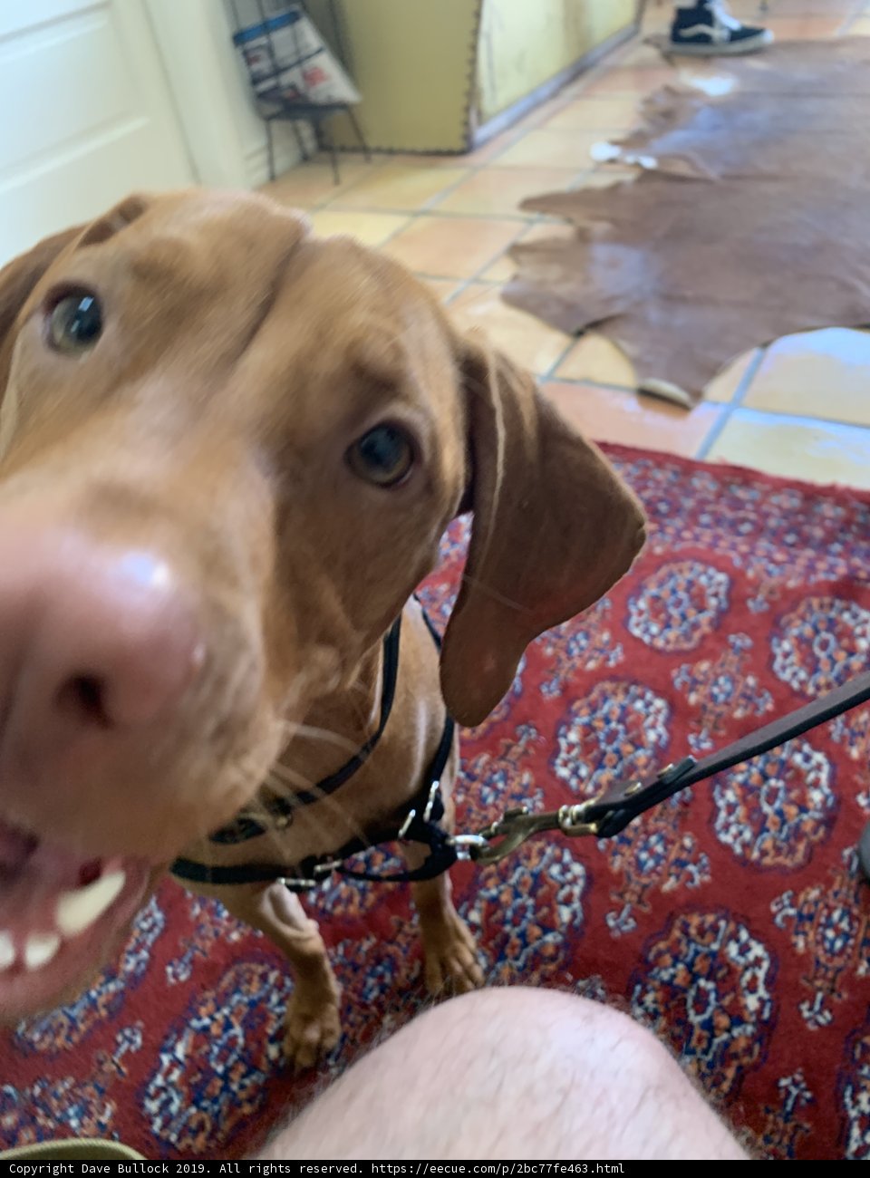 Loyal Canine Companion