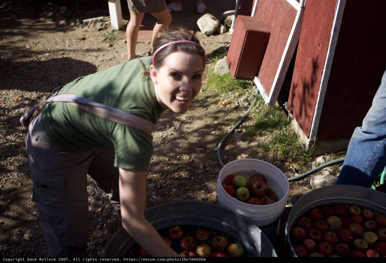 Joyful Woman Harvesting Apples at Autumn Farm