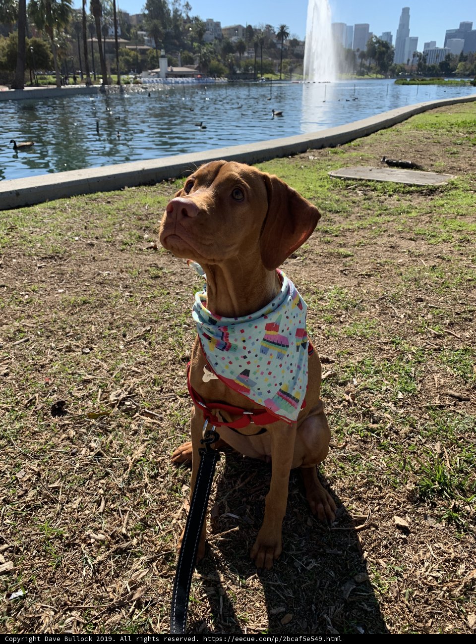 Stylish Vizsla