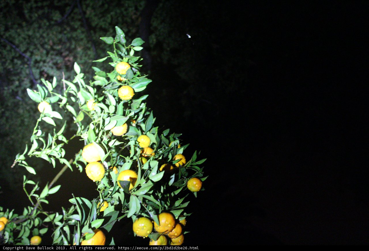 Bountiful Orange Tree in Altadena