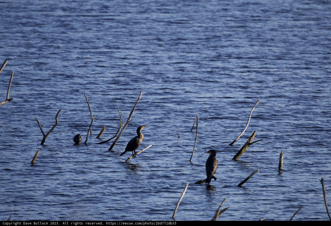 The Cormorant Convention at Lake Merced