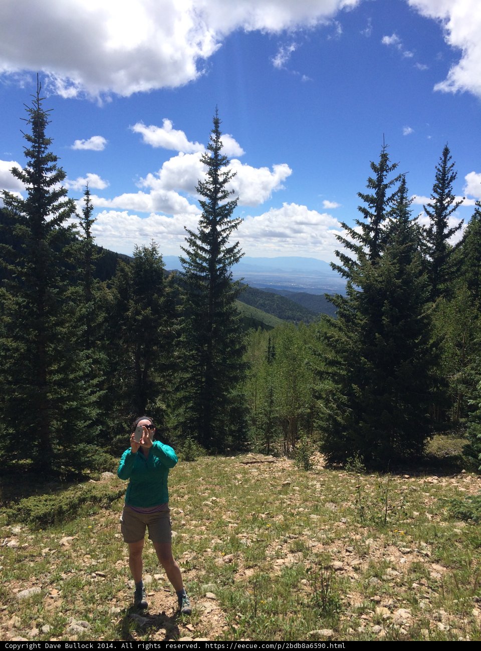 Standing Among the Conifers
