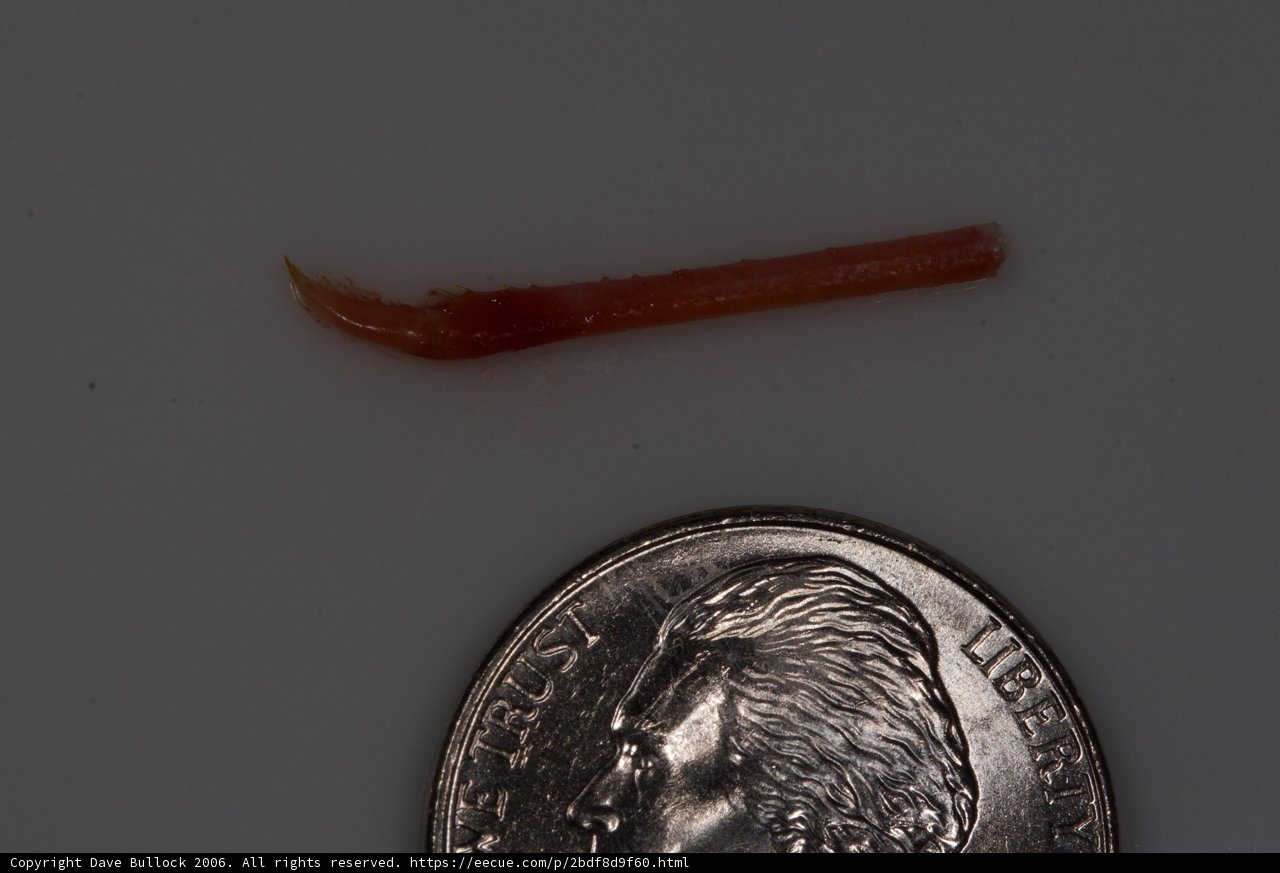 Tiny Worm and its Coin Companion
