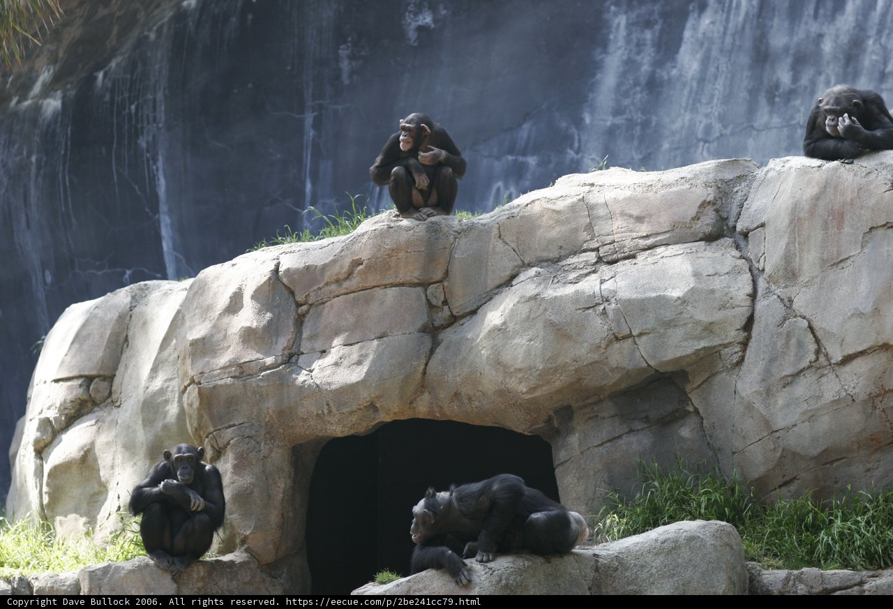 Chimp Social Hour at the Waterfall