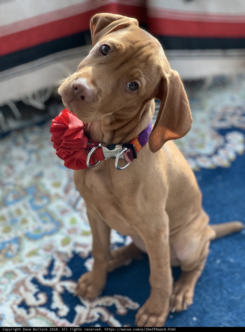 Bow-tiful Vizsla