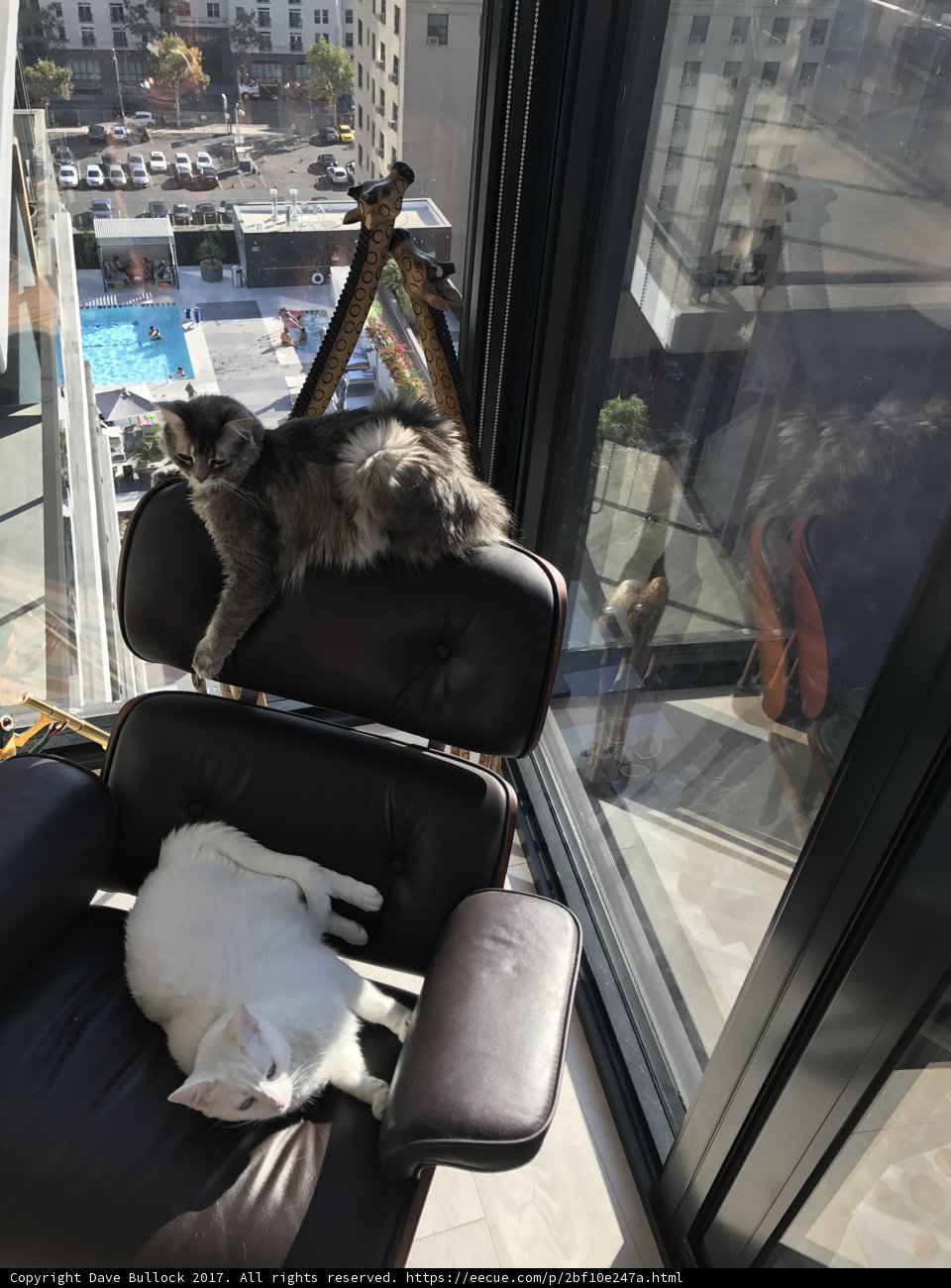 Feline Roommates