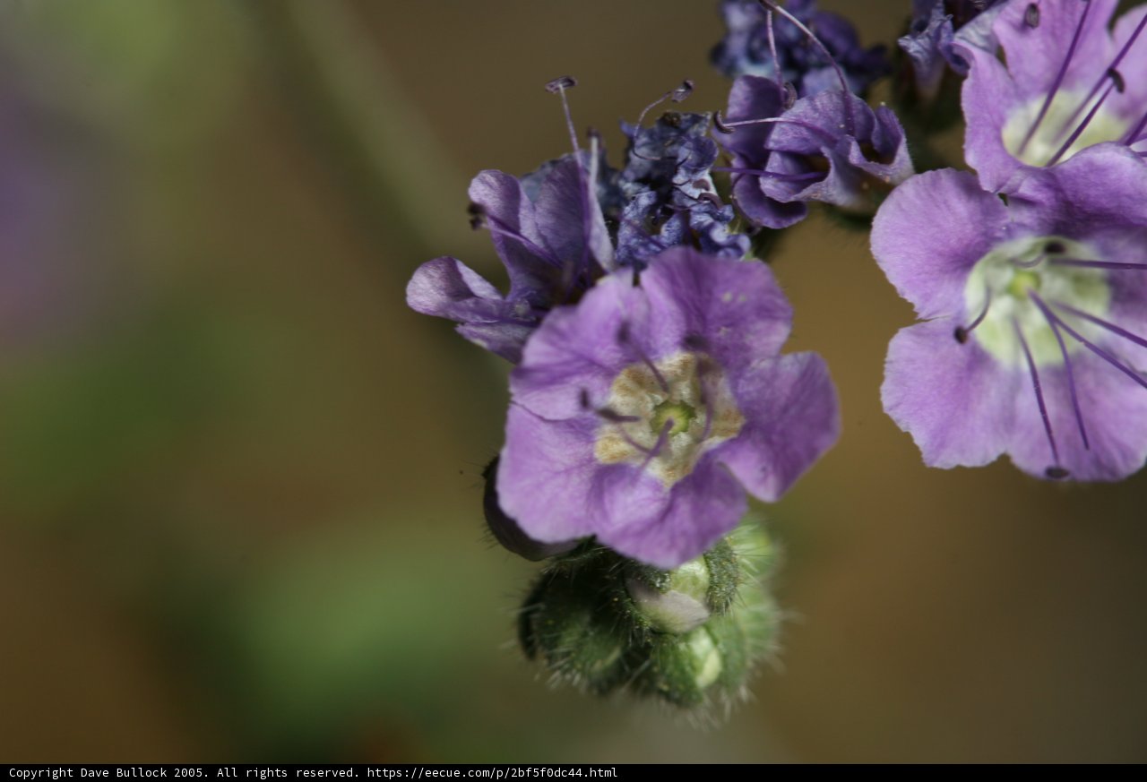 Blooming With Life