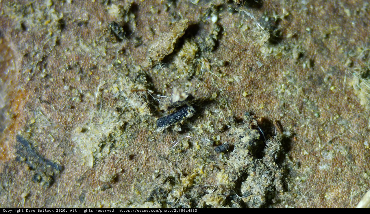 Tiny Springtails Navigating a Microscopic World