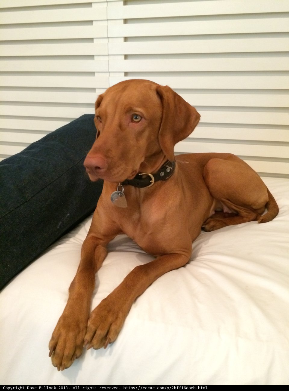 Man's Best Friend Relaxing on the Bed